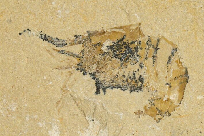 Cretaceous Fossil Shrimp - Lebanon #323710